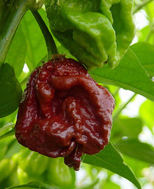 15 - Heirloom Harvest of Premium Super-Hot 7 Pot Douglah Pepper Seeds