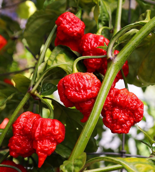 15 - Heirloom Harvest of Premium 7 Pot Red Brain Strain Pepper Seeds