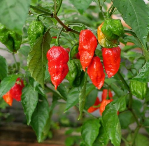 25 - Pepper Seeds Heirloom Harvest of Premium Ghost Bhut Jolokia Red Pepper Seeds
