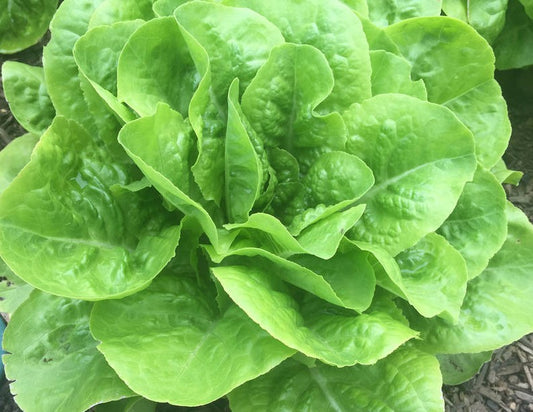 Buttercrunch Butterhead Lettuce Seeds – 1g (~900 Seeds)