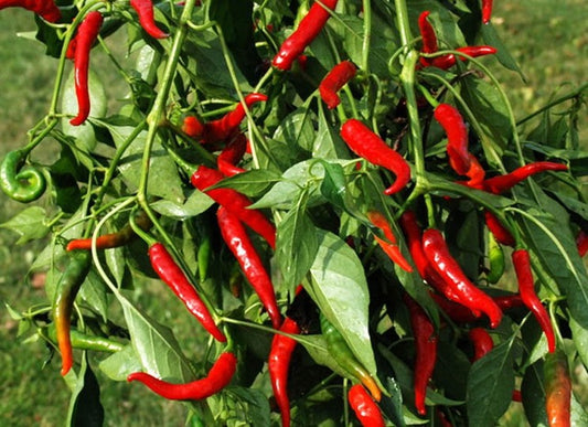 Cayenne Long Slim Pepper on the plant