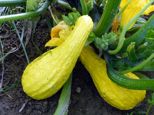 Early Crookneck Summer Squash growing on the vine