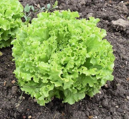 Grand Rapids Leaf Lettuce Seeds – 1g (~900 Seeds)