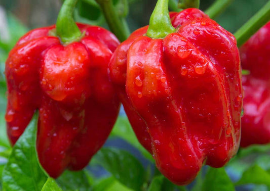 20 - Authentic Heirloom Harvest of Super-Hot Red Habanero Pepper Seeds