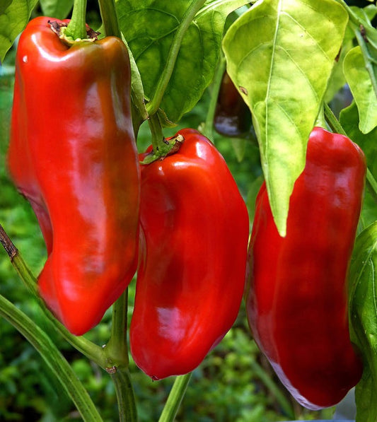 Marconi Red Pepper on the plant