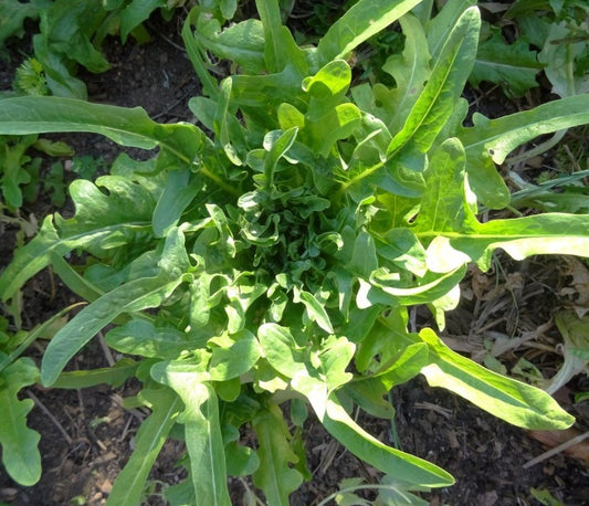 Oakleaf Lettuce Seeds – 1g (~900 Seeds)