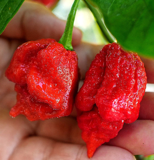20 - Heirloom Harvest of Fresh Premium Scorpion Moruga Red Pepper Seeds