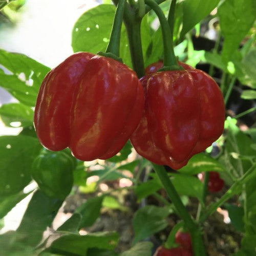 20 - Fresh Harvest of Heirloom Premium Red Scotch Bonnet Pepper Seeds