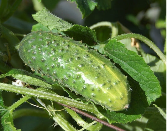 Wisconsin 58 Cucumber growing on the vine