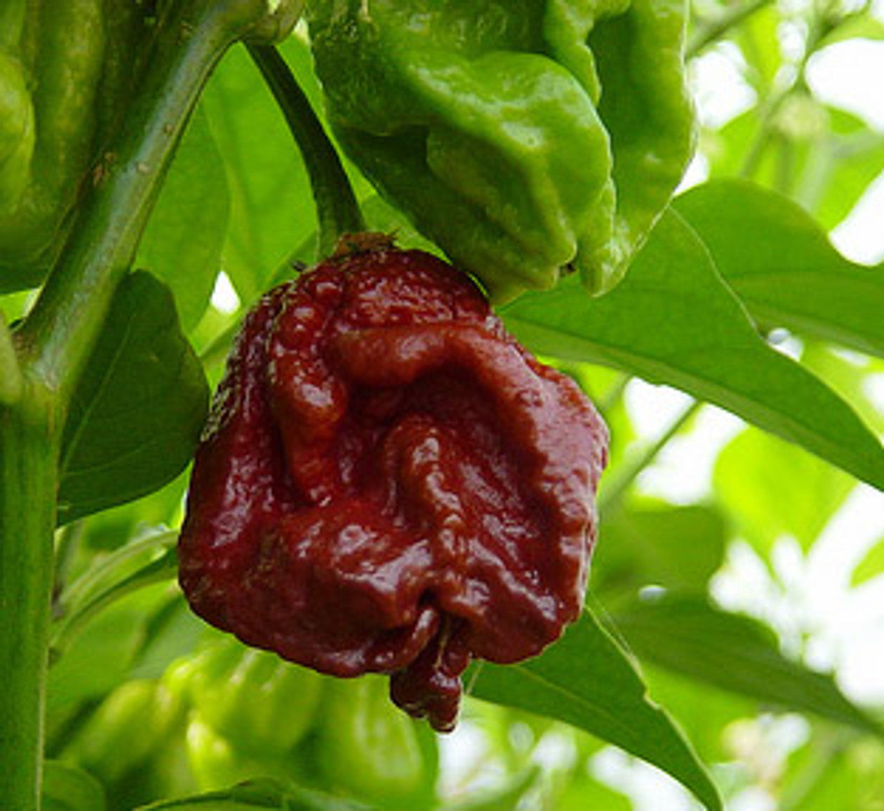 12 Pot Douglah Pepper on the plant