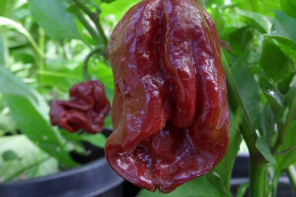 13 Pot Douglah Pepper on the plant