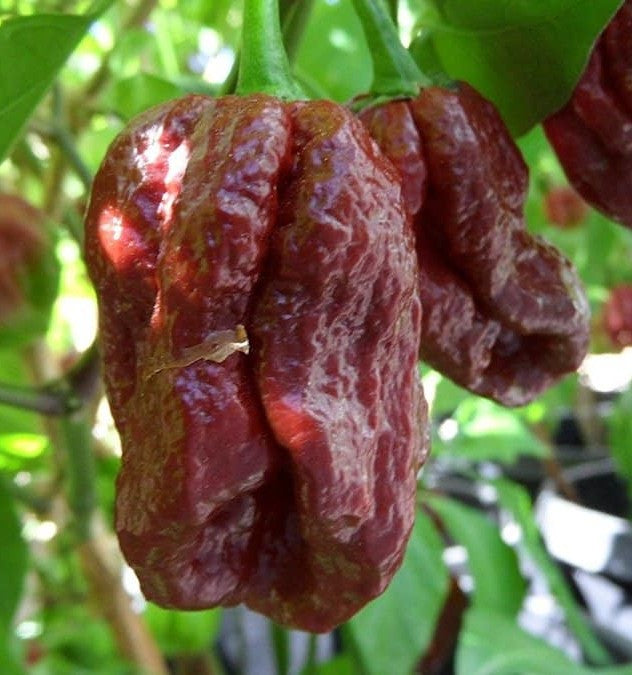 8 Pot Douglah Pepper on the plant