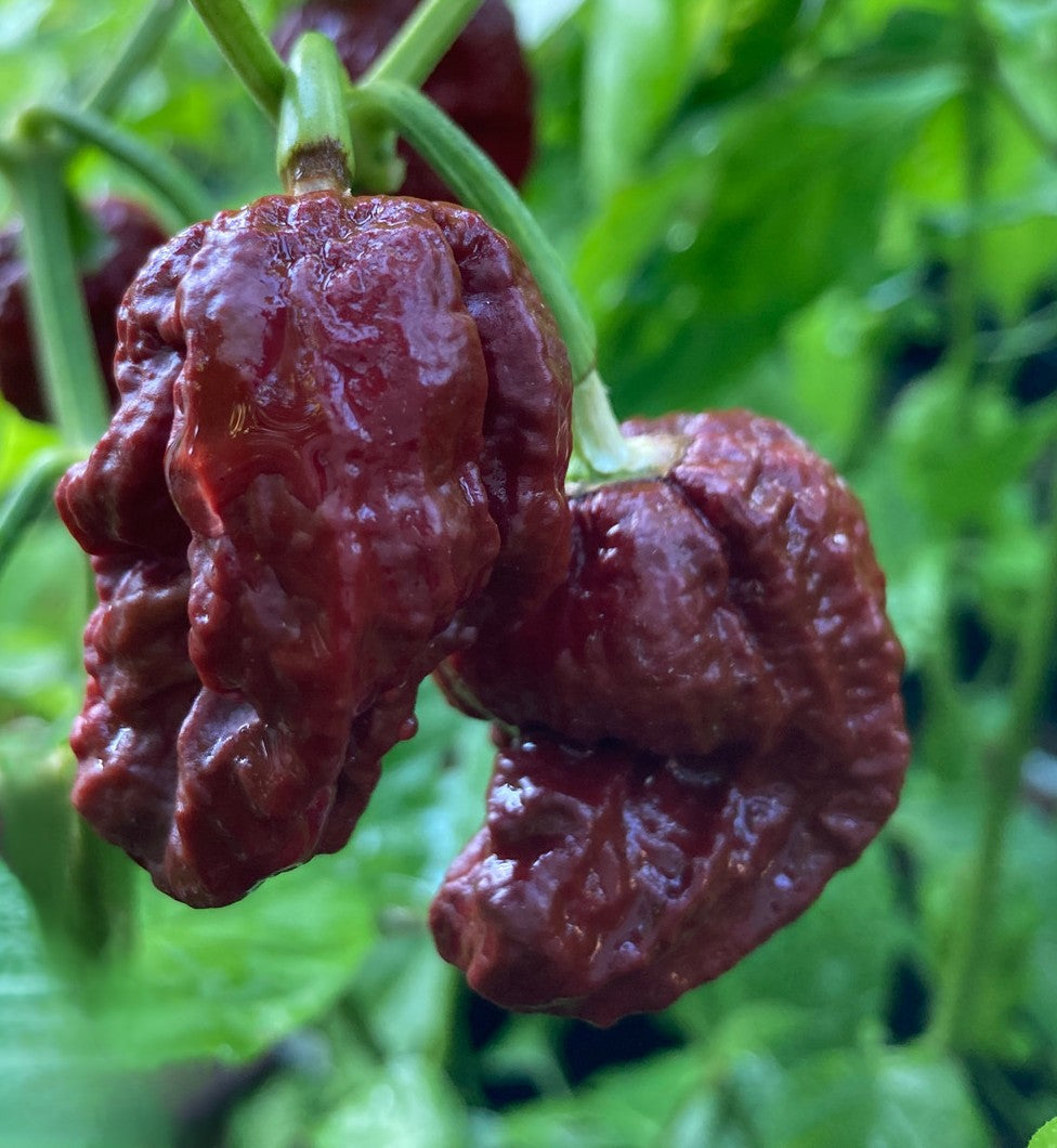 9 Pot Douglah Pepper on the plant