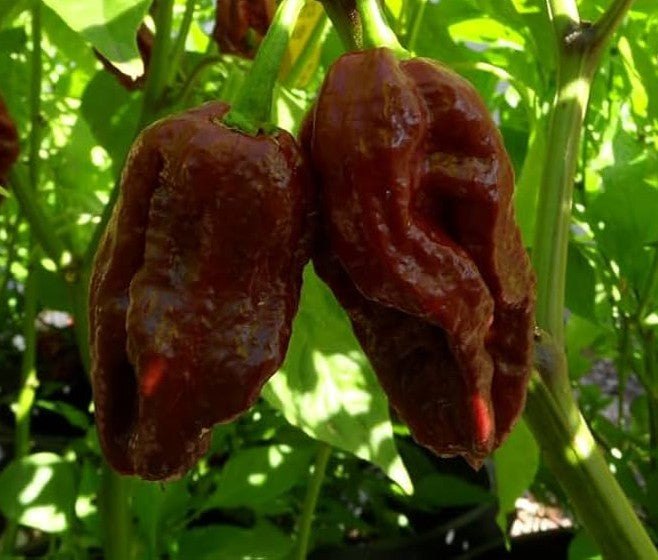 11 Pot Douglah Pepper on the plant