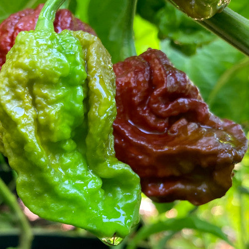 10 Pot Douglah Pepper on the plant