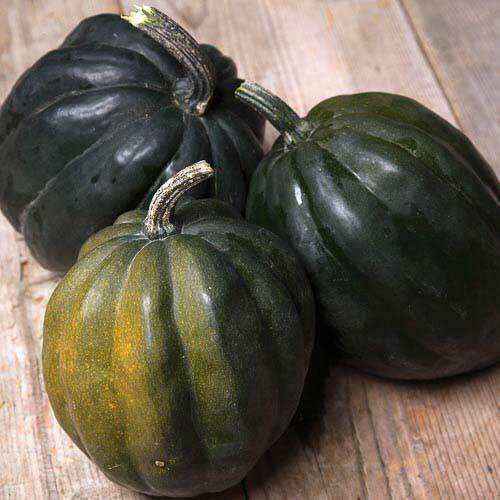 Table Queen Acorn Squash growing on the vine