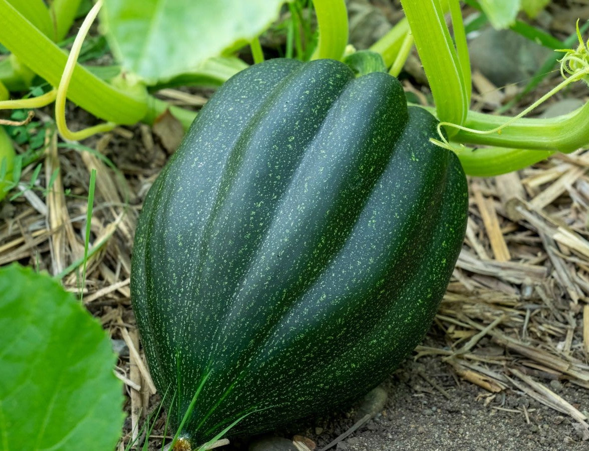 Table Queen Acorn Squash growing on the vine