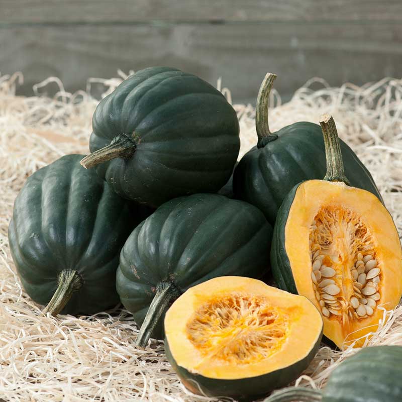 Table Queen Acorn Squash growing on the vine