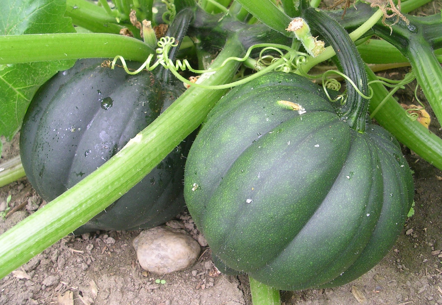 Table Queen Acorn Squash growing on the vine