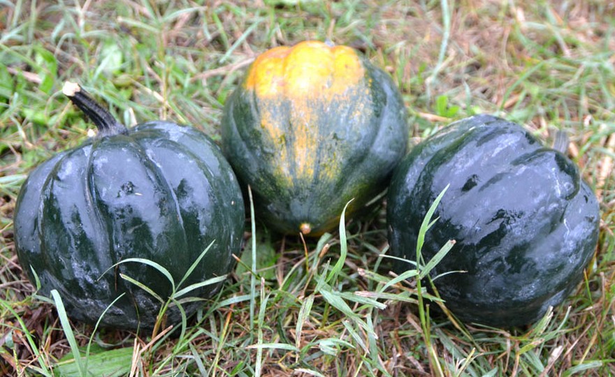 Table Queen Acorn Squash growing on the vine