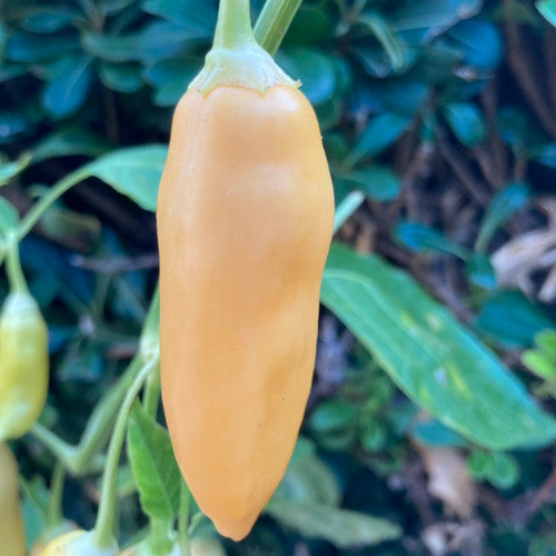 Aji Sugar Rush Peach Pepper on the plant