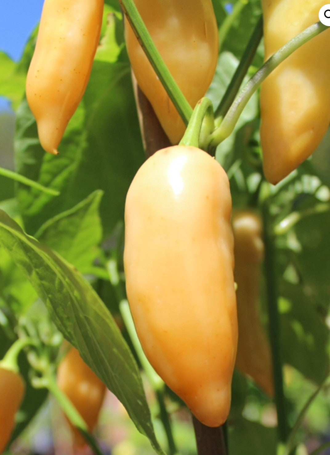Aji Sugar Rush Peach Pepper on the plant