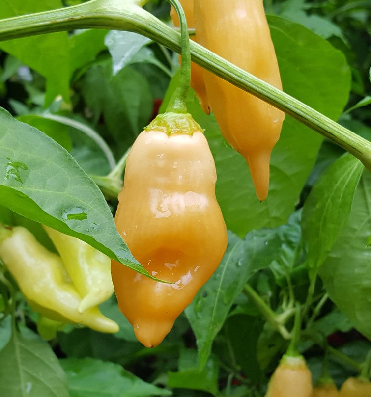Aji Sugar Rush Peach Pepper on the plant