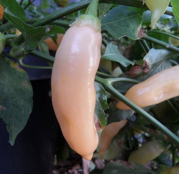 Aji Sugar Rush Peach Pepper on the plant