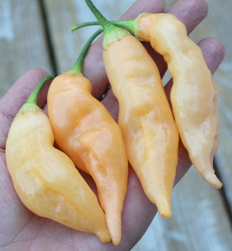 Aji Sugar Rush Peach Pepper on the plant