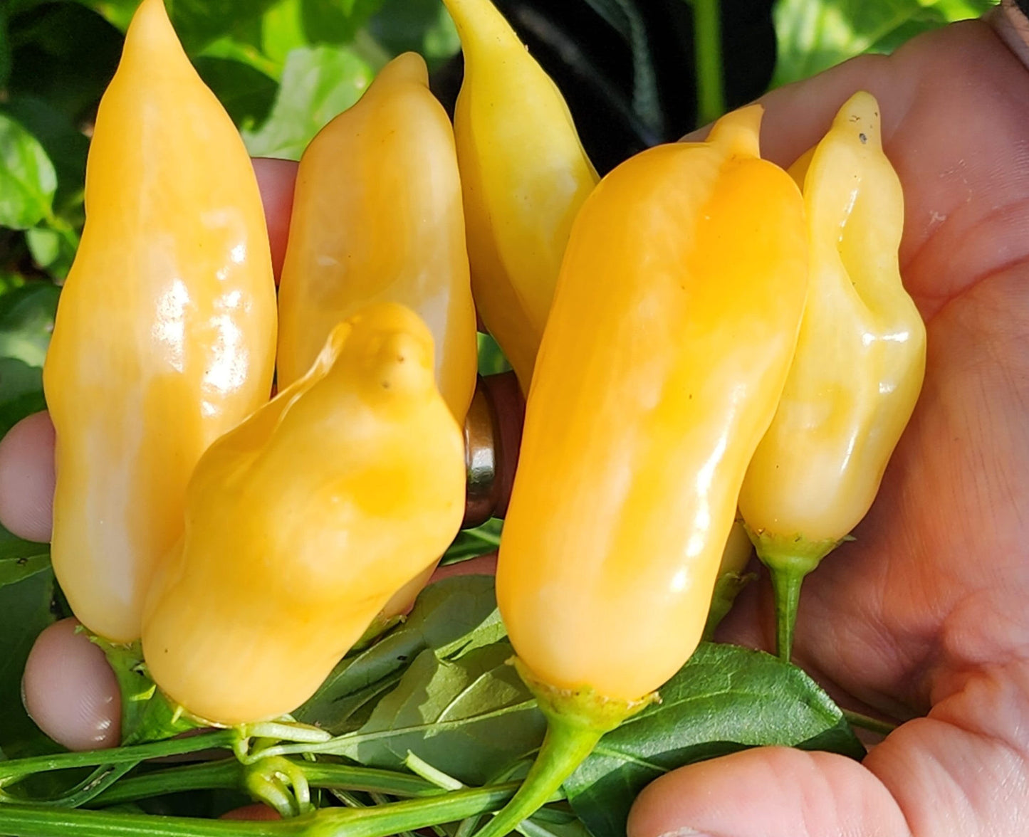 Aji Sugar Rush Peach Pepper on the plant
