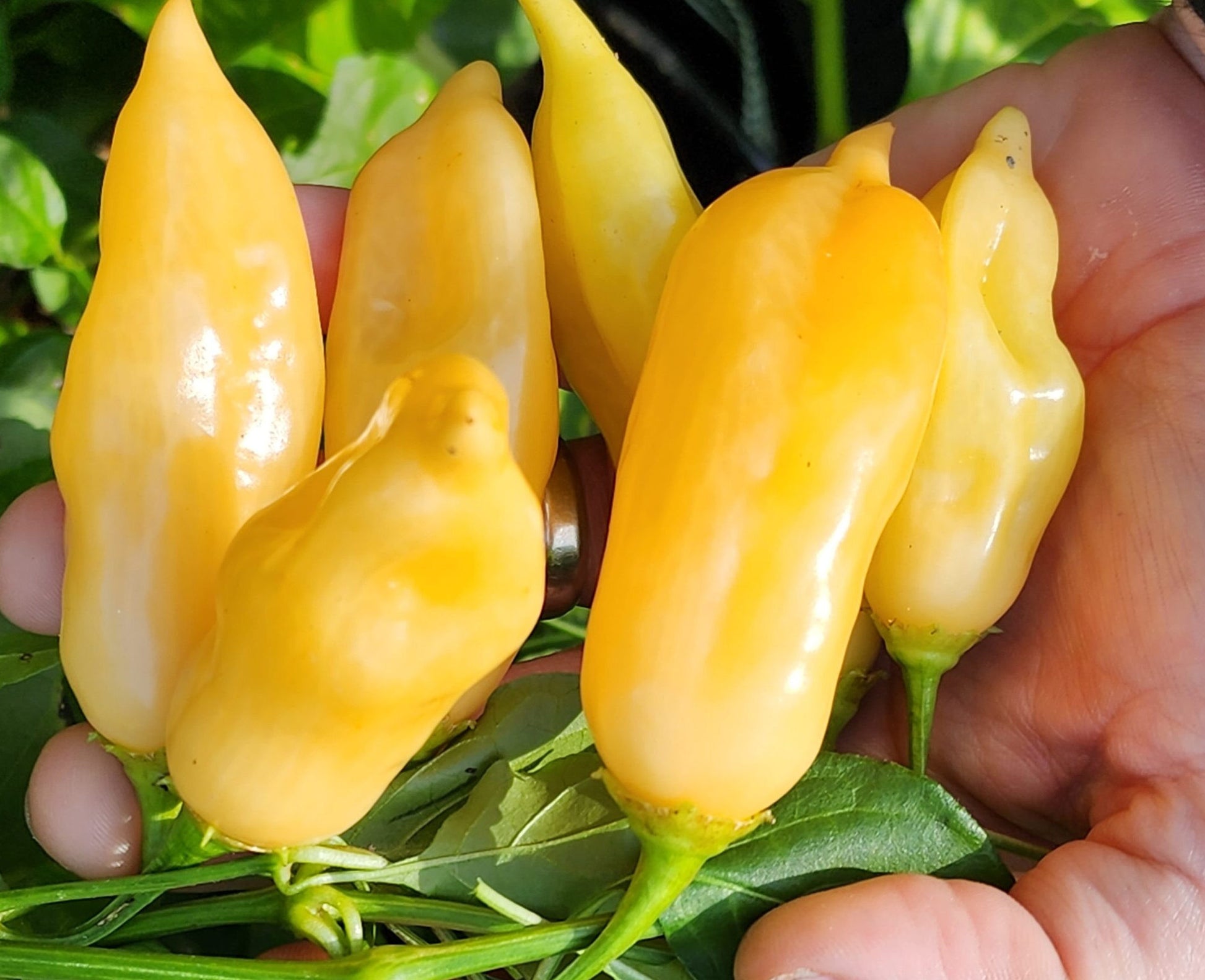 Aji Sugar Rush Peach Pepper on the plant