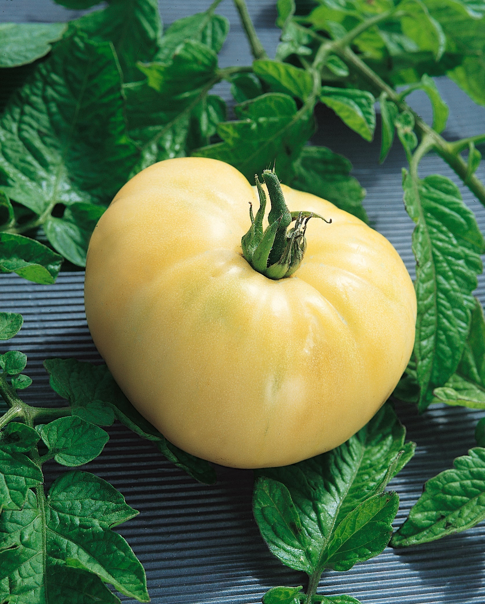 White Wonder Beefsteak Tomato on the plant