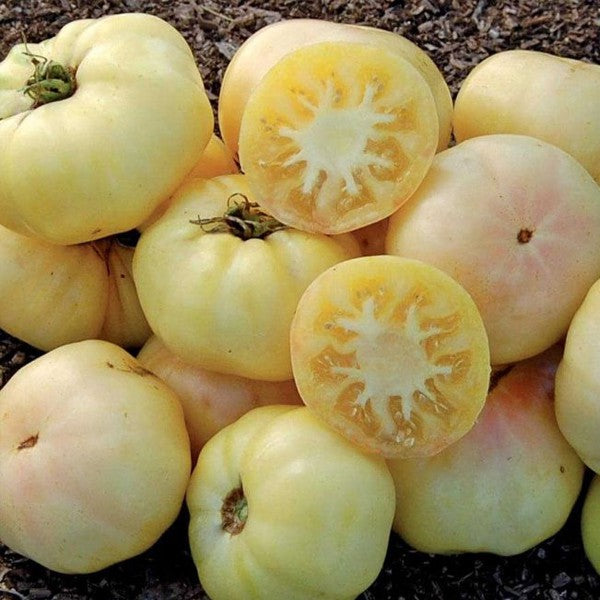 White Wonder Beefsteak Tomato on the plant
