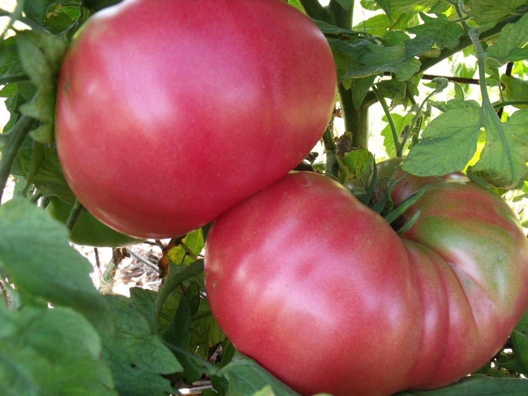 Beefsteak Red Tomato Heirloom seeds