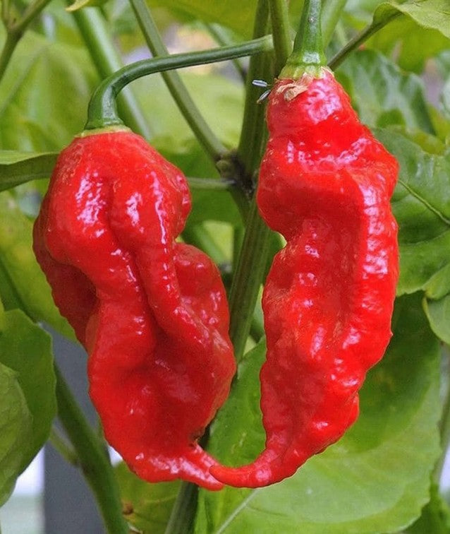 Ghost Bhut Jolokia Red Pepper on the plant