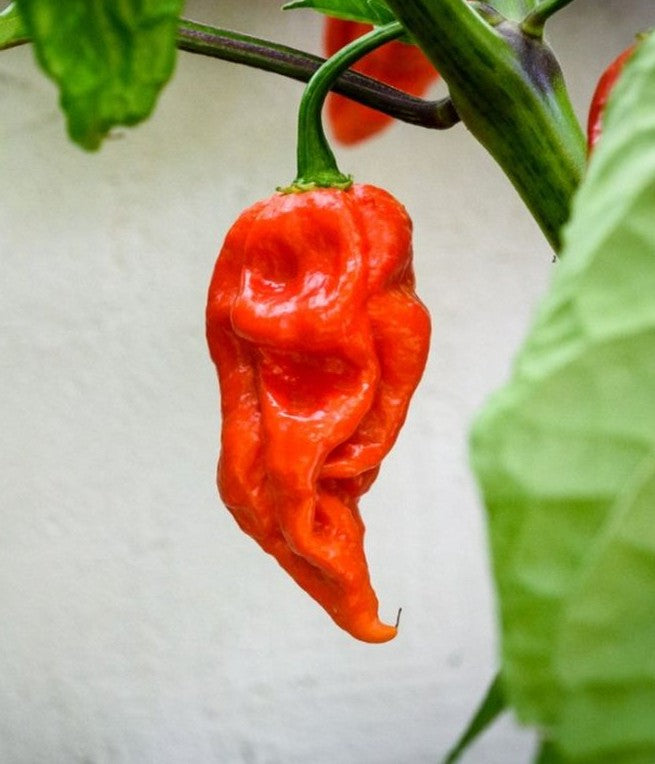 Ghost Bhut Jolokia Red Pepper on the plant