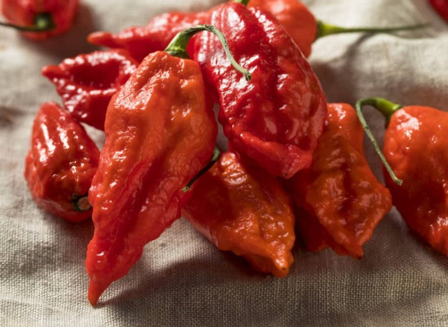 Ghost Bhut Jolokia Red Pepper on the plant
