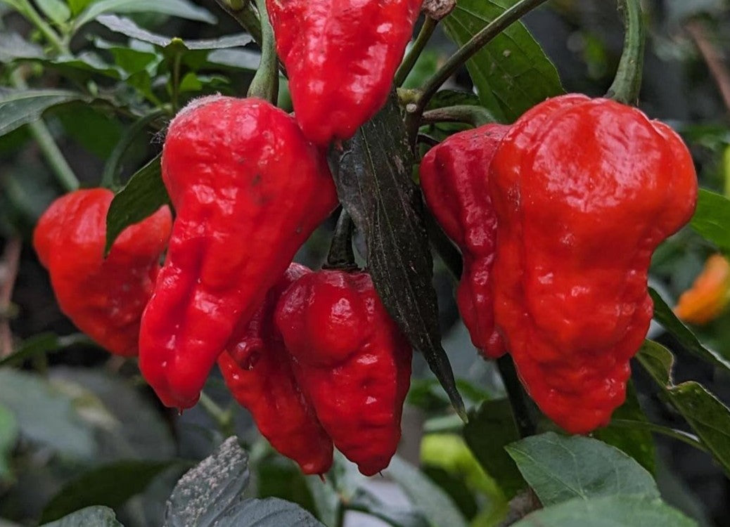 Ghost Bhut Jolokia Red Pepper on the plant