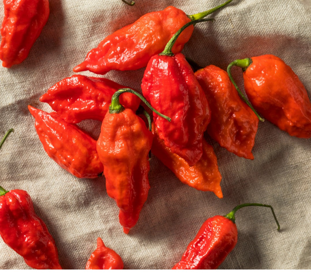Ghost Bhut Jolokia Red Pepper on the plant