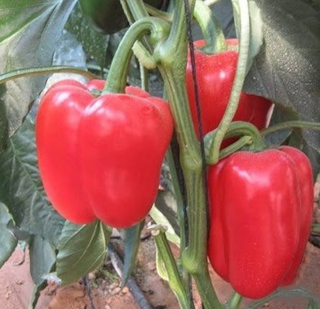 Sweet Big Red Bell Pepper on the plant