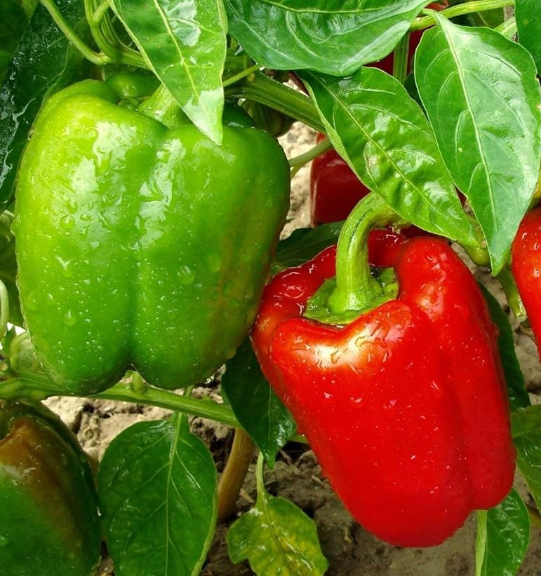 Sweet Big Red Bell Pepper on the plant