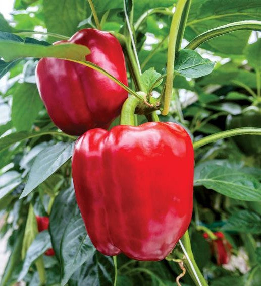 Sweet Big Red Bell Pepper on the plant