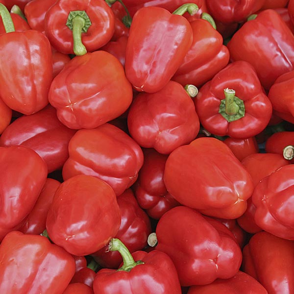 Sweet Big Red Bell Pepper on the plant