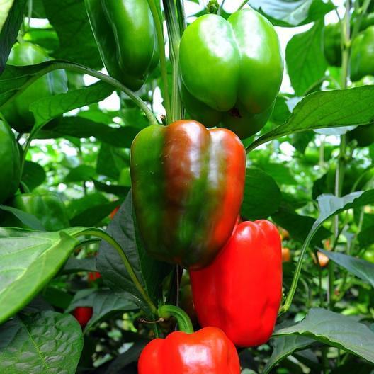 Sweet Big Red Bell Pepper on the plant