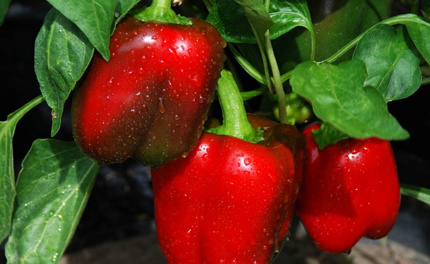 Sweet Big Red Bell Pepper on the plant