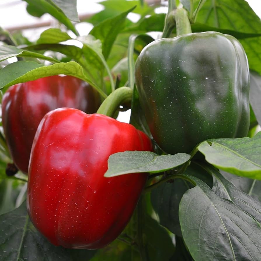Sweet Big Red Bell Pepper on the plant