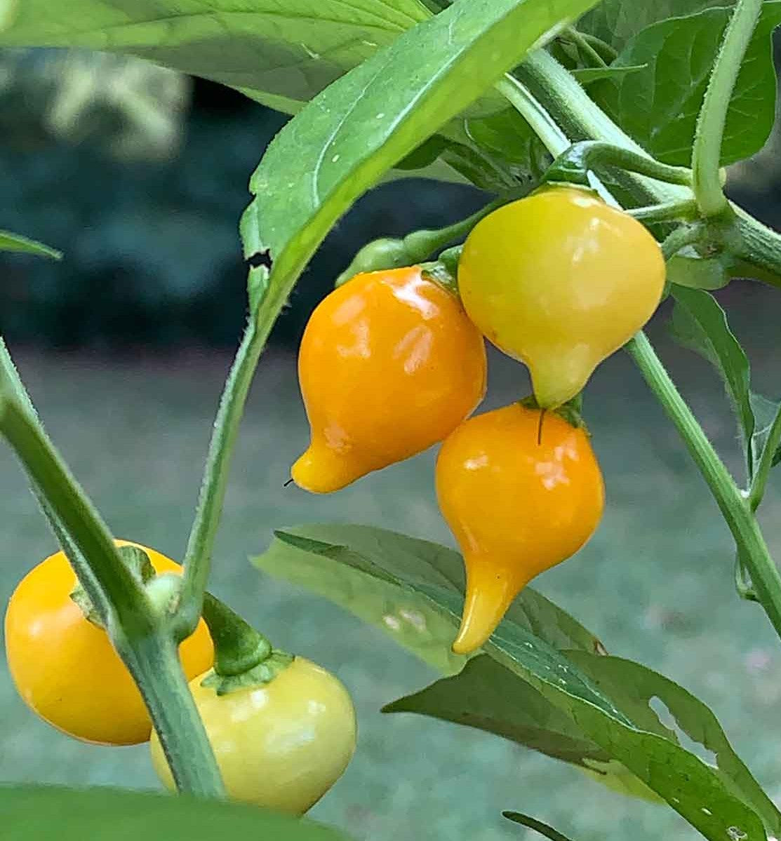 Biquinho Yellow Pepper on the plant