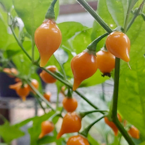 Biquinho Yellow Pepper on the plant