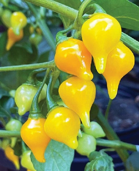 Biquinho Yellow Pepper on the plant