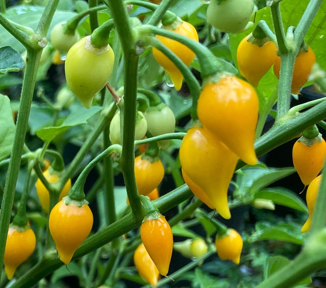Biquinho Yellow Pepper on the plant